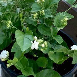 Meet your Posher, Mahee